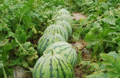 免费吃野瓜的方法,探索野瓜采摘攻略  第3张